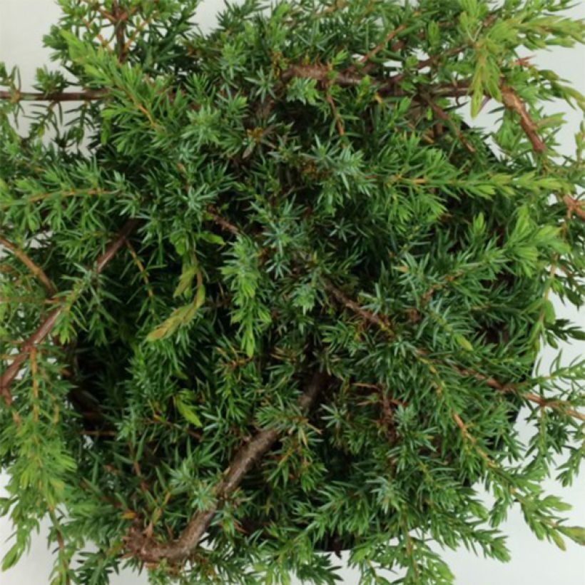 Juniperus communis Hornibrookii - Genévrier commun                (Foliage)