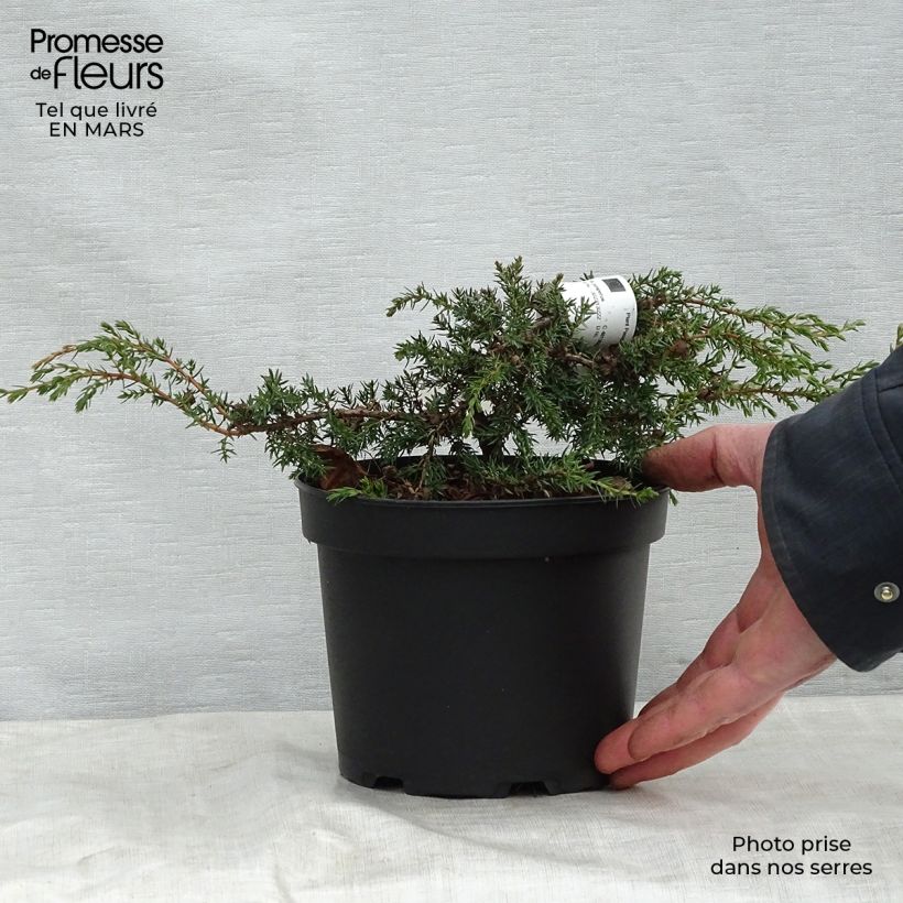 Example of Juniperus communis Hornibrookii - Genévrier commun                Pot de 2L/3L as you get in printemps