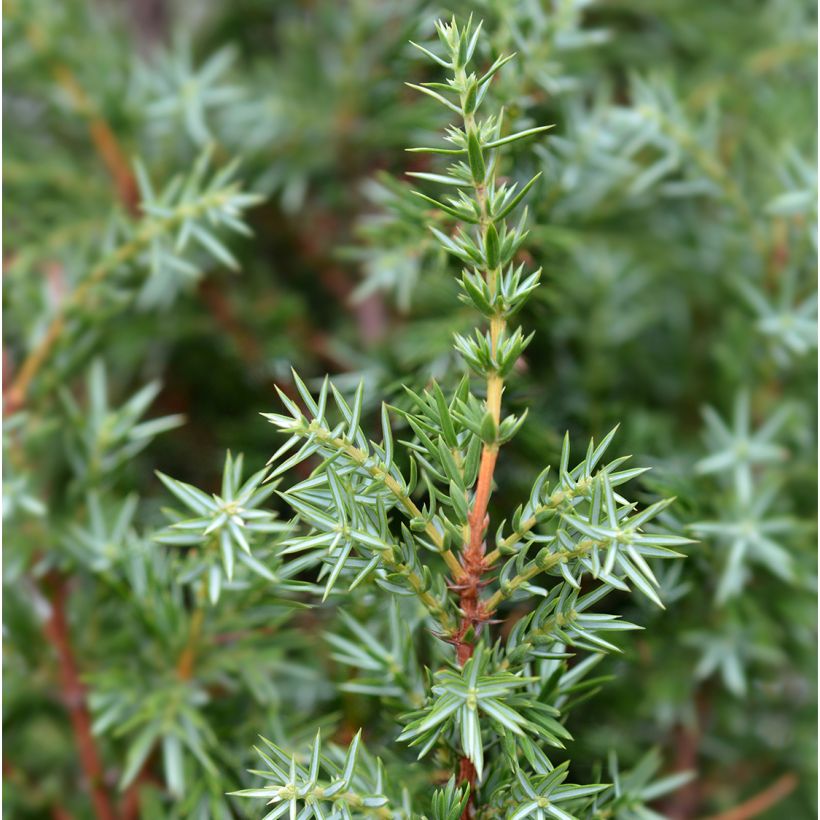 Genévrier de Suède - Juniperus communis Suecica (Foliage)
