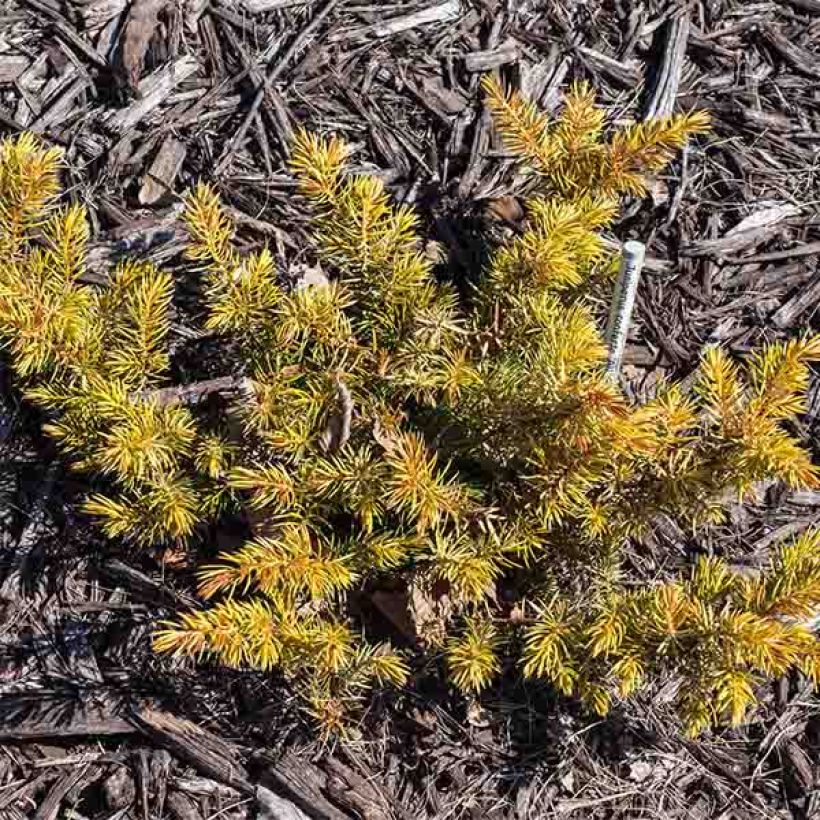 Genévrier des plages - Juniperus conferta All Gold (Plant habit)