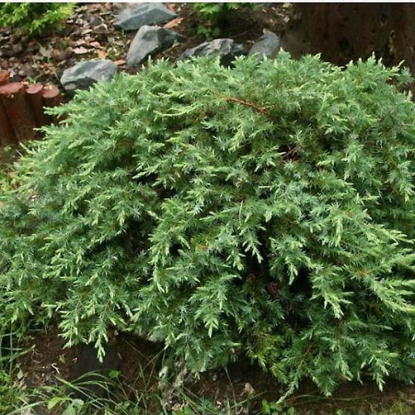 Genévrier des plages - Juniperus conferta Schlager  (Plant habit)