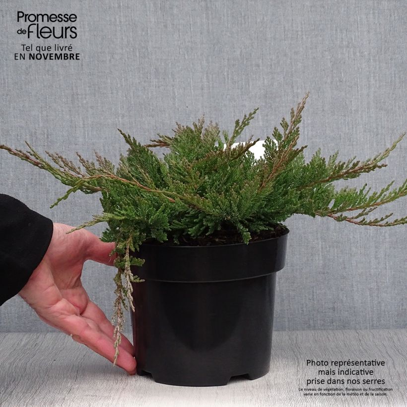 Spécimen de Juniperus horizontalis Blue Chip - Genévrier rampant               Pot de 2L/3L, Haute-Tige, Largeur 20cm tel que livré en automne