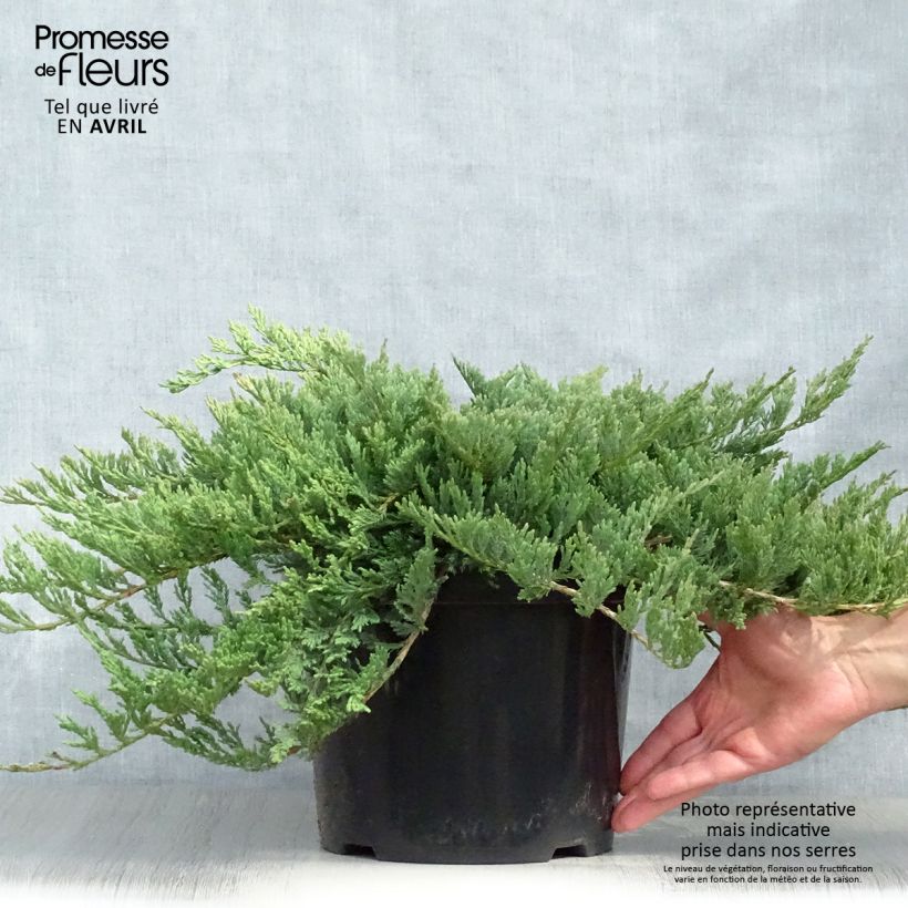 Spécimen de Juniperus horizontalis Blue Chip - Genévrier rampant               Pot de 7,5L/10L, Haute-Tige, Largeur 40cm tel que livré au printemps