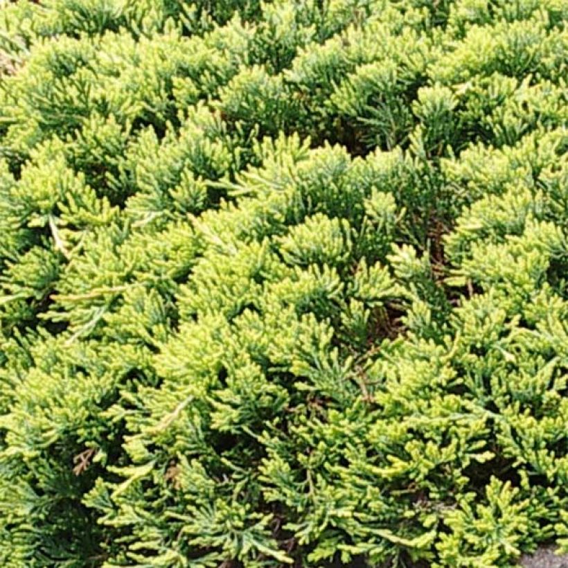 Genévrier rampant - Juniperus horizontalis Golden Carpet (Foliage)