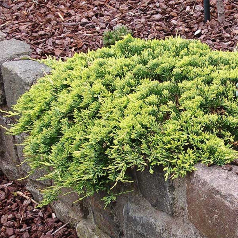 Genévrier rampant - Juniperus horizontalis Golden Carpet (Plant habit)