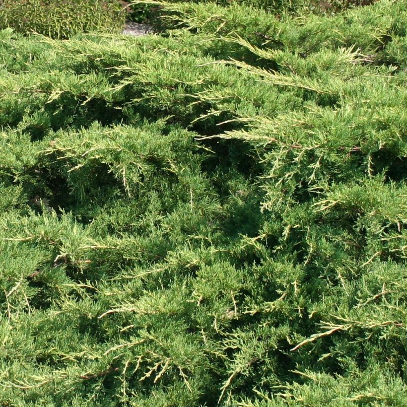 Genévrier de Pfitzer - Juniperus x media Pfitzeriana (Foliage)