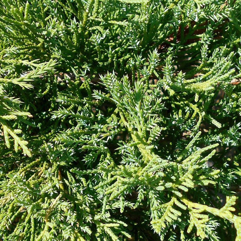 Genévrier de Pfitzer Compact - Juniperus pfitzeriana Compacta (Foliage)