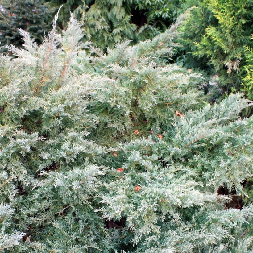 Genévrier de Pfitzer - Juniperus pfitzeriana Glauca (Plant habit)