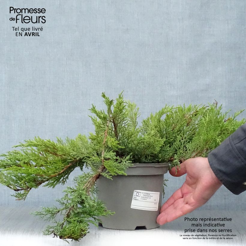 Example of Juniperus sabina Tamariscifolia - Genévrier sabine Pot de 2L/3L as you get in printemps