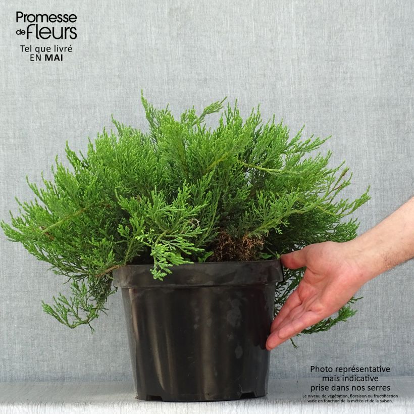 Example of Juniperus sabina Tamariscifolia - Genévrier sabine Pot de 7,5L/10L as you get in printemps