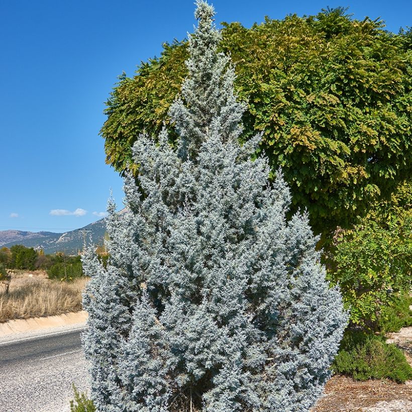 Genévrier - Juniperus scopulorum Moonglow (Plant habit)
