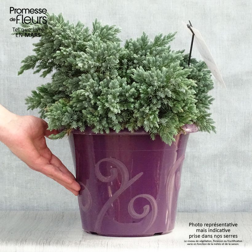 Example of Juniperus squamata Blue Star - Genévrier écailleux Pot de 7,5L/10L as you get in printemps