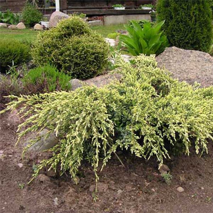 Genévrier écailleux - Juniperus squamata Holger (Plant habit)