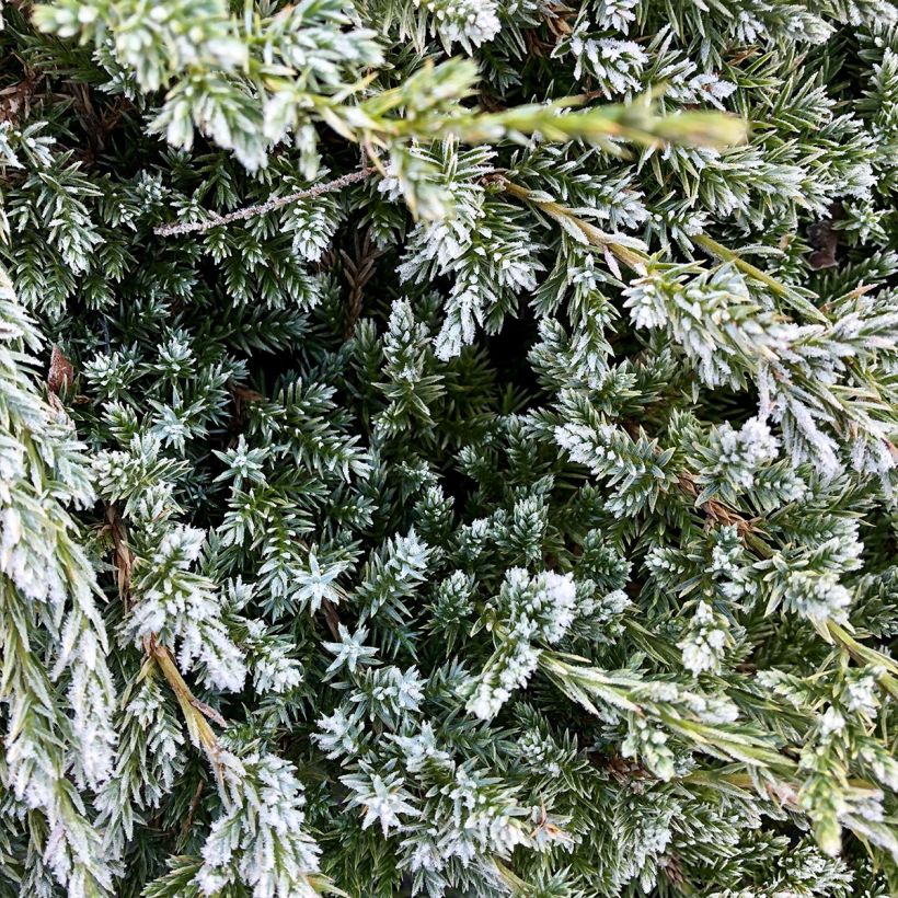 Genévrier écailleux - Juniperus squamata Holger (Foliage)