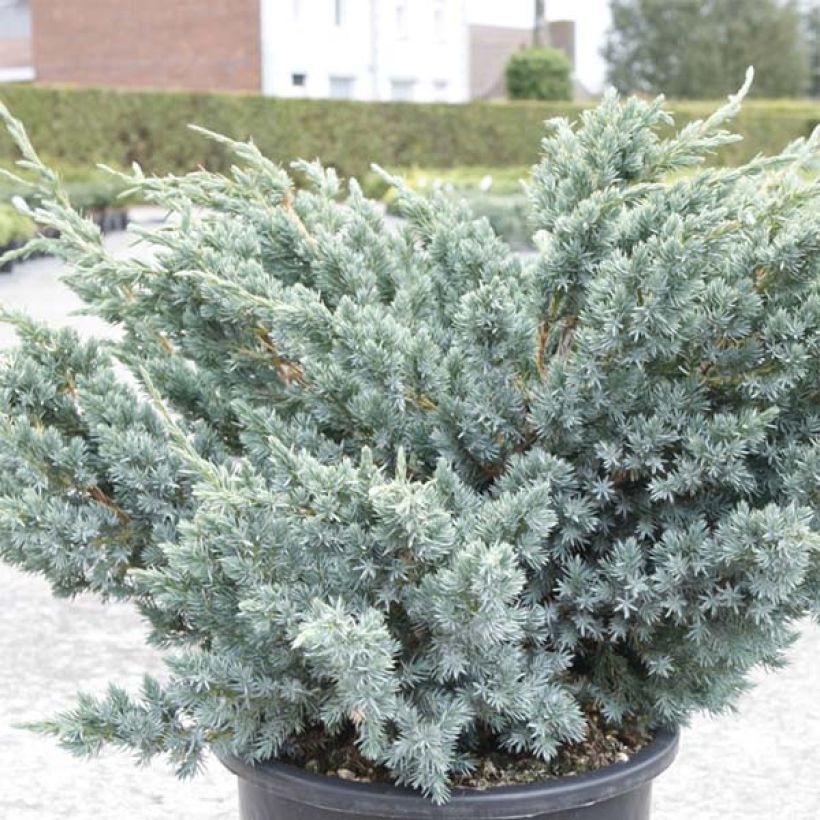 Genévrier écailleux - Juniperus squamata Meyeri (Foliage)
