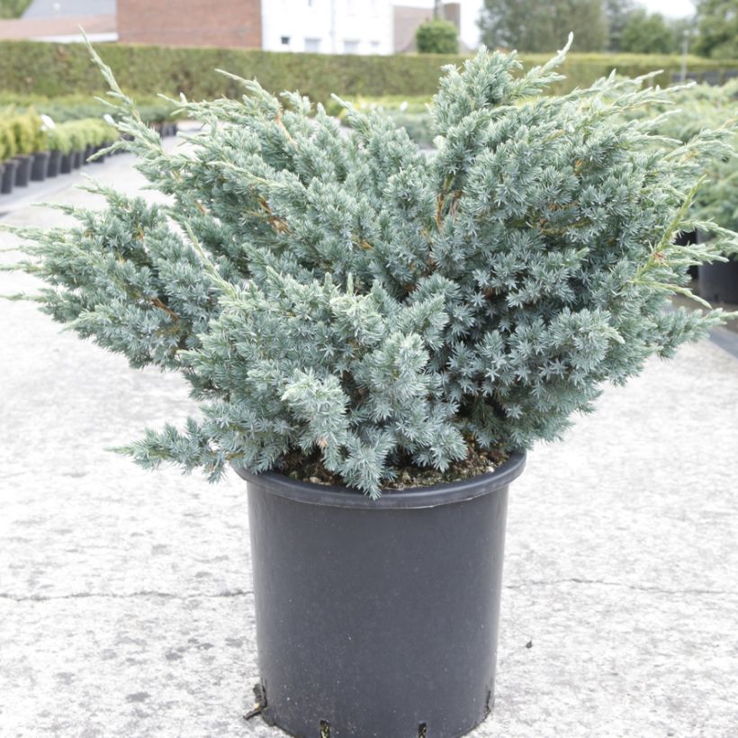 Genévrier écailleux - Juniperus squamata Meyeri (Plant habit)
