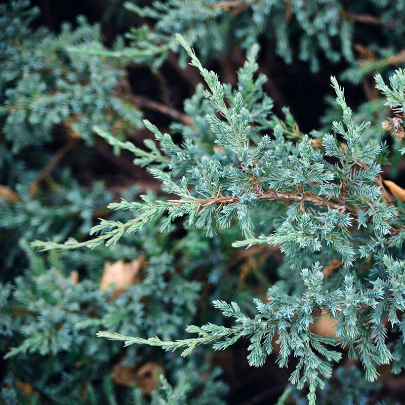 Genévrier écailleux - Juniperus squamata Blue Carpet (Foliage)