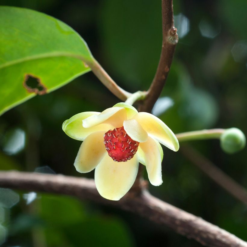 Kadsura japonica - Kadsura du Japon (Flowering)