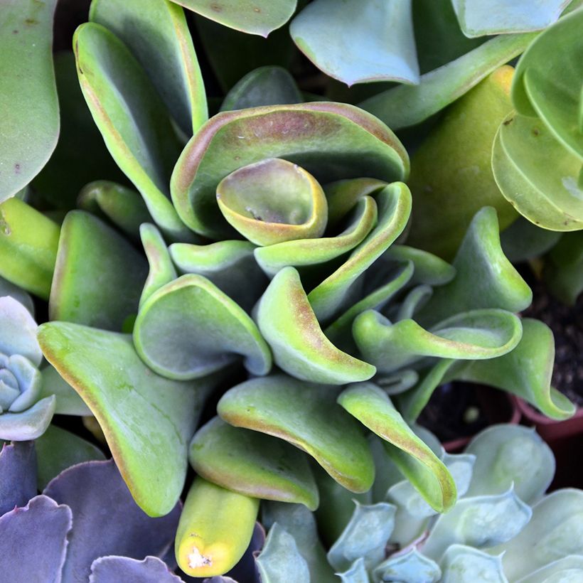 Kalanchoe Oricula (Feuillage)