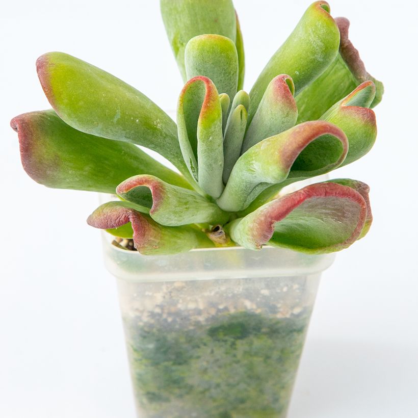 Kalanchoe Oricula (Port)