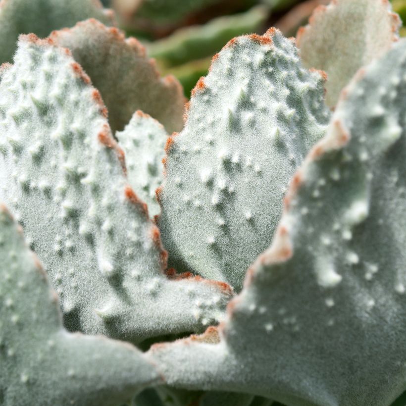 Kalanchoe beharensis Fang (Foliage)