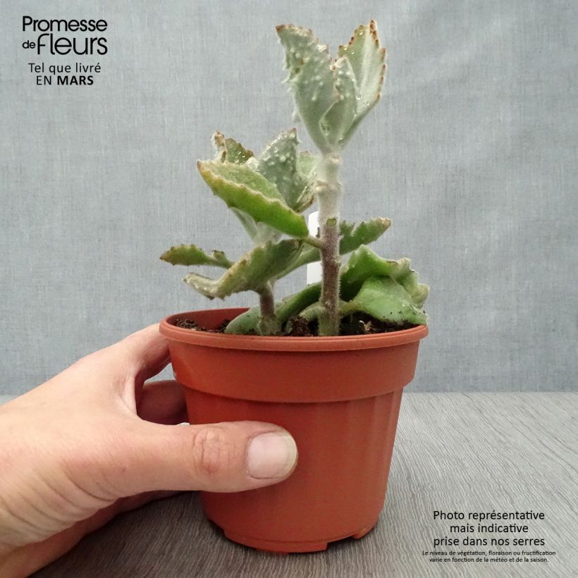 Example of Kalanchoe beharensis Subnuda Pot de 12 cm / 13 cm as you get in printemps