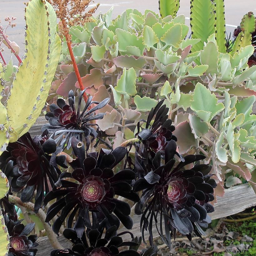 Kalanchoe beharensis Oak Leaf (Plant habit)