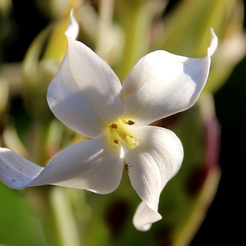 Kalanchoe marmorata - Kalanchoé marbré (Flowering)