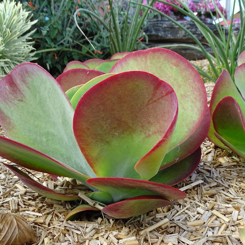Kalanchoe thyrsiflora Bronze Sculpture - Kalanchoé à fleurs en thyrse (Plant habit)