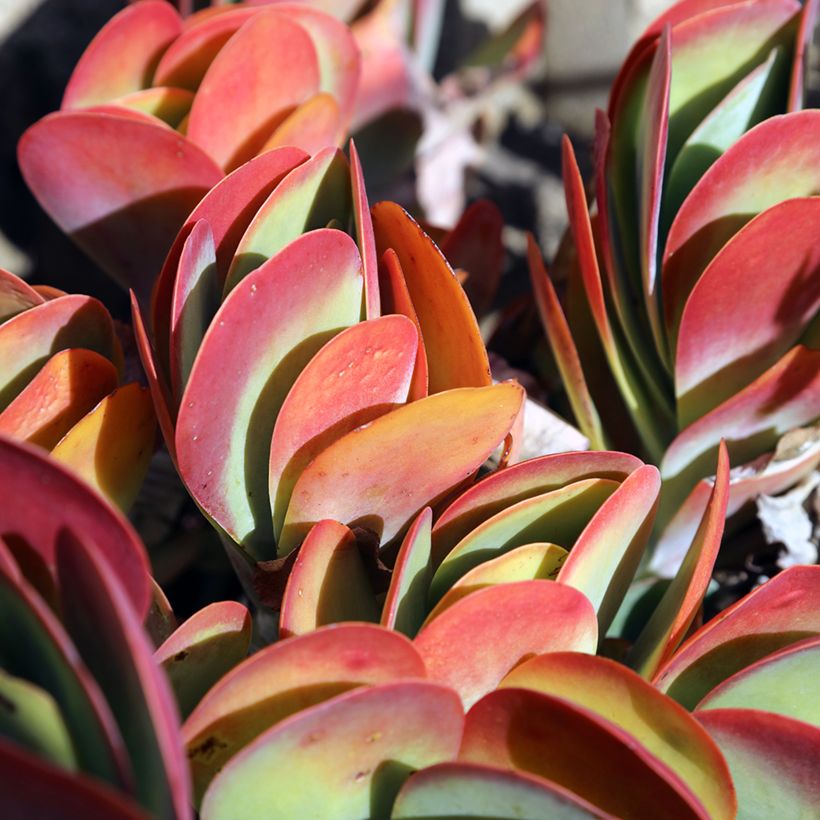 Kalanchoe thyrsiflora - Kalanchoé à thyrses (Foliage)