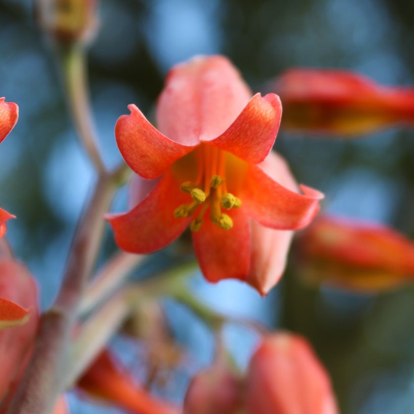 Kalanchoe thyrsiflora - Kalanchoé à thyrses (Flowering)