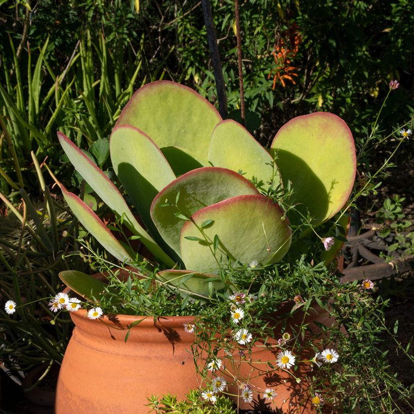 Kalanchoe thyrsiflora - Kalanchoé à thyrses (Plant habit)