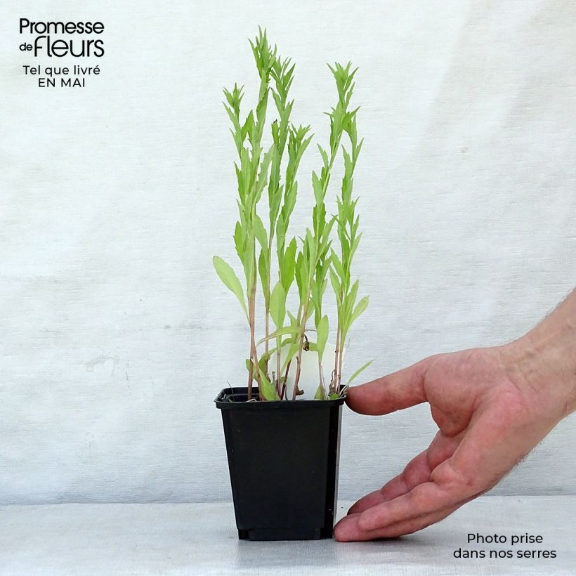 Example of Kalimeris incisa Godet de 8/9 cm as you get in printemps