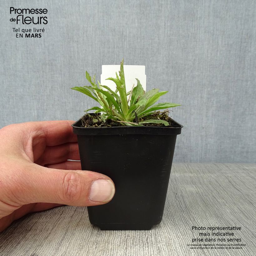 Example of Kalimeris incisa Alba Godet de 8/9 cm as you get in printemps