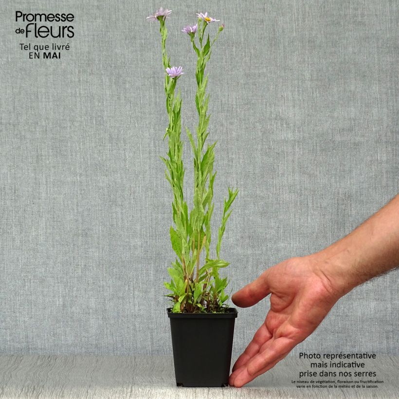 Spécimen de Kalimeris incisa Blue Star Godet de 8/9 cm tel que livré au printemps