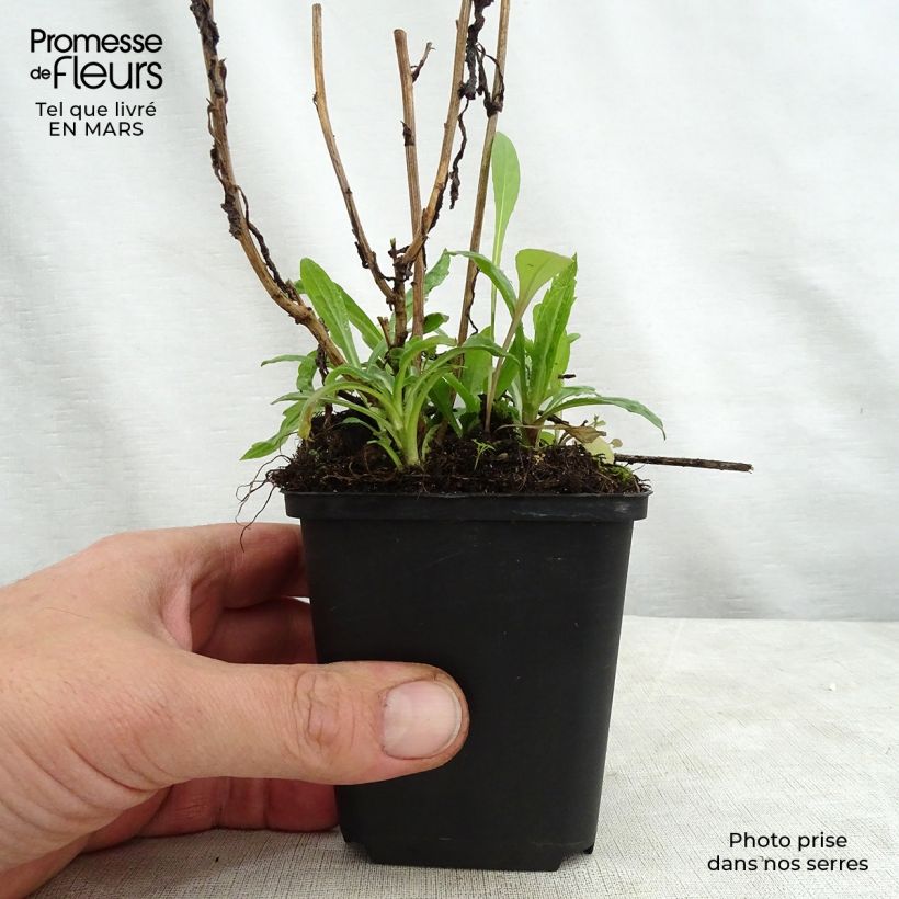 Example of Kalimeris incisa Charlotte Godet de 8/9 cm as you get in printemps