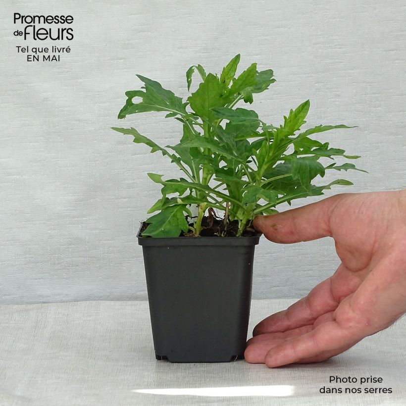 Example of Kalimeris incisa Madiva Godet de 8/9 cm as you get in printemps