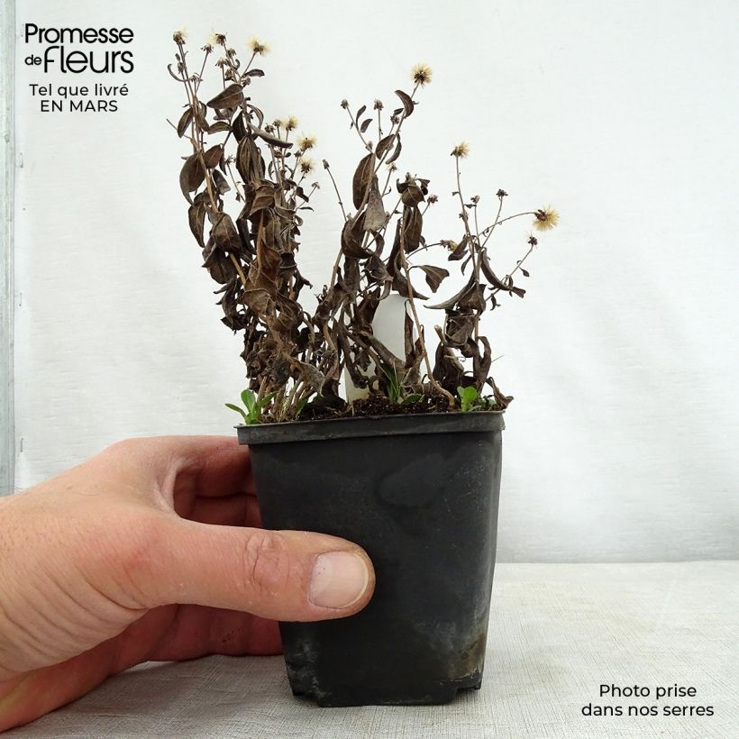 Example of Kalimeris incisa Nana Blue Godet de 8/9 cm as you get in printemps