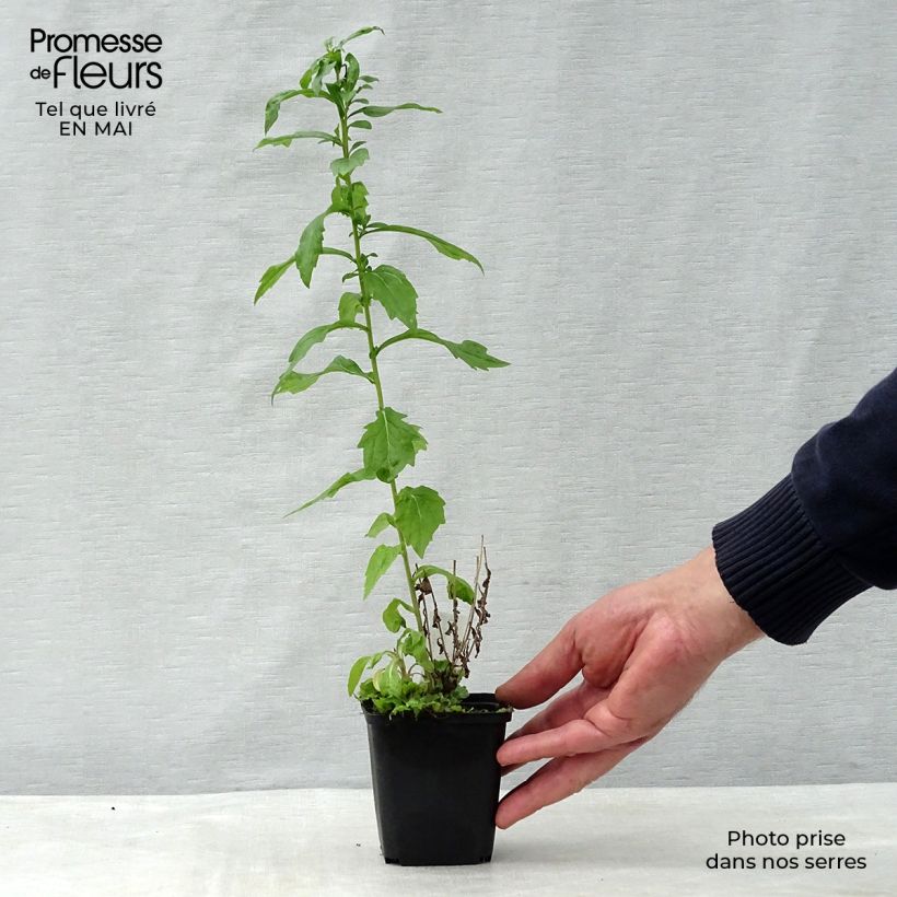 Example of Kalimeris mongolica Antonia - Aster de Mongolie Godet de 8/9 cm as you get in printemps