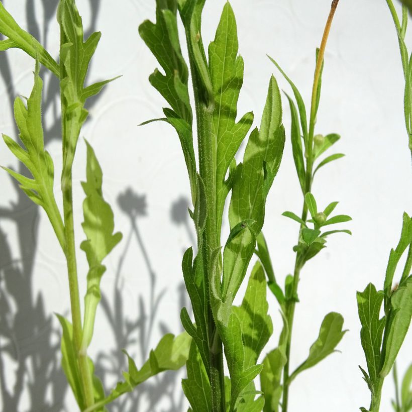 Kalimeris pinnatifida var. hortensis (Foliage)