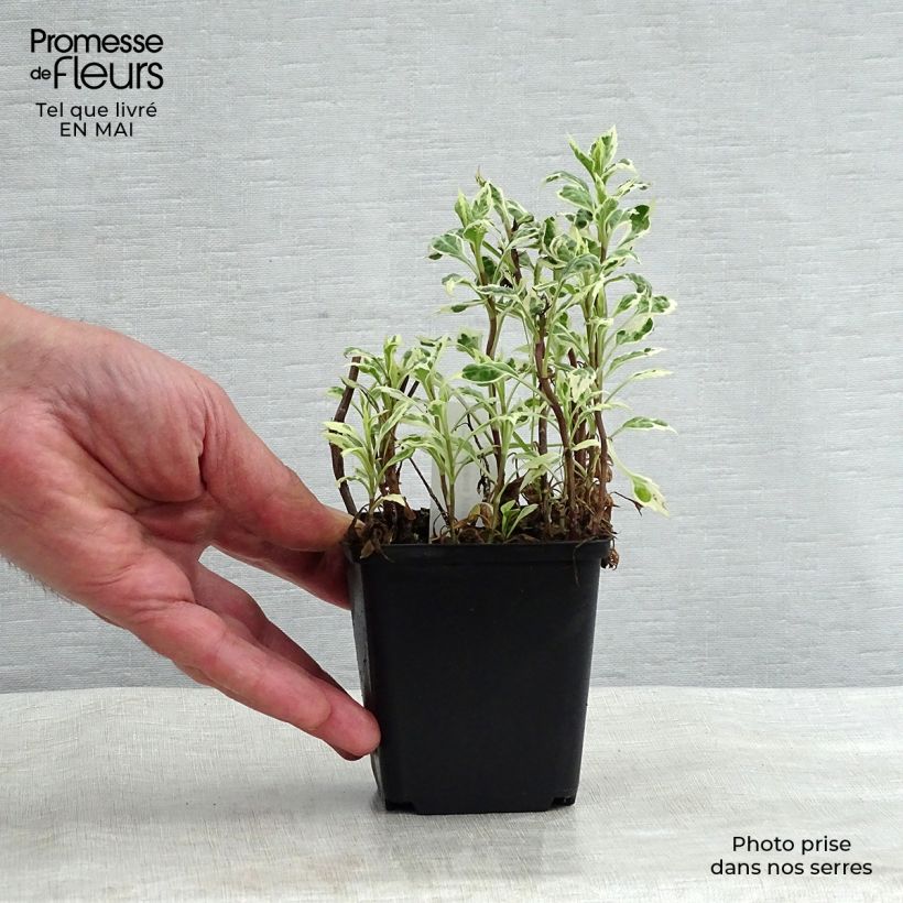 Example of Kalimeris yomena Shogun Godet de 8/9 cm as you get in printemps