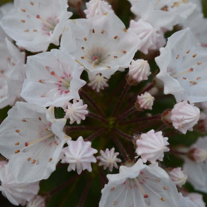 Kalmia latifolia Elf - Laurier des montagnes (Flowering)
