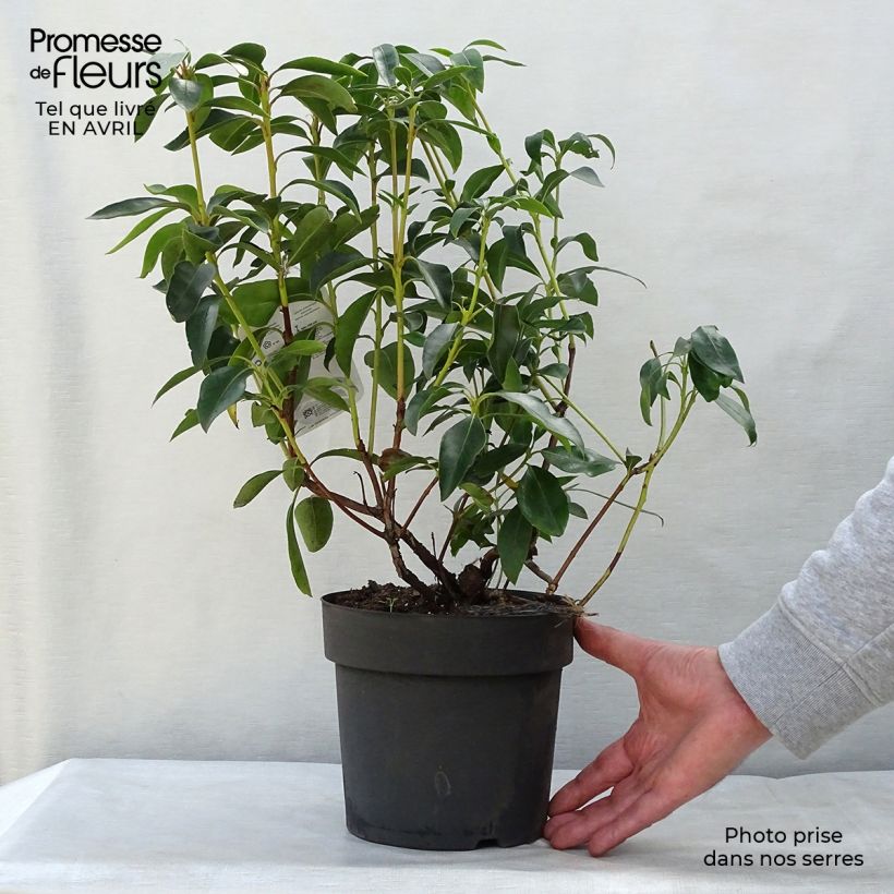 Spécimen de Kalmia latifolia - Laurier des montagnes rose pâle Pot de 2L/3L tel que livré au printemps