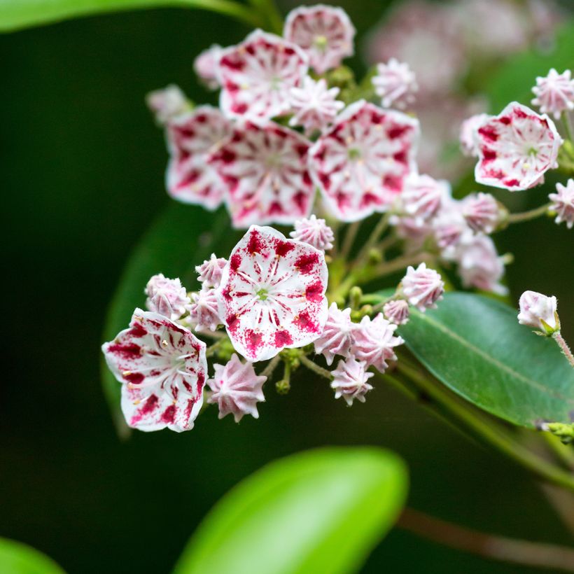 Kalmia latifolia Minuet - Laurier des montagnes (Flowering)