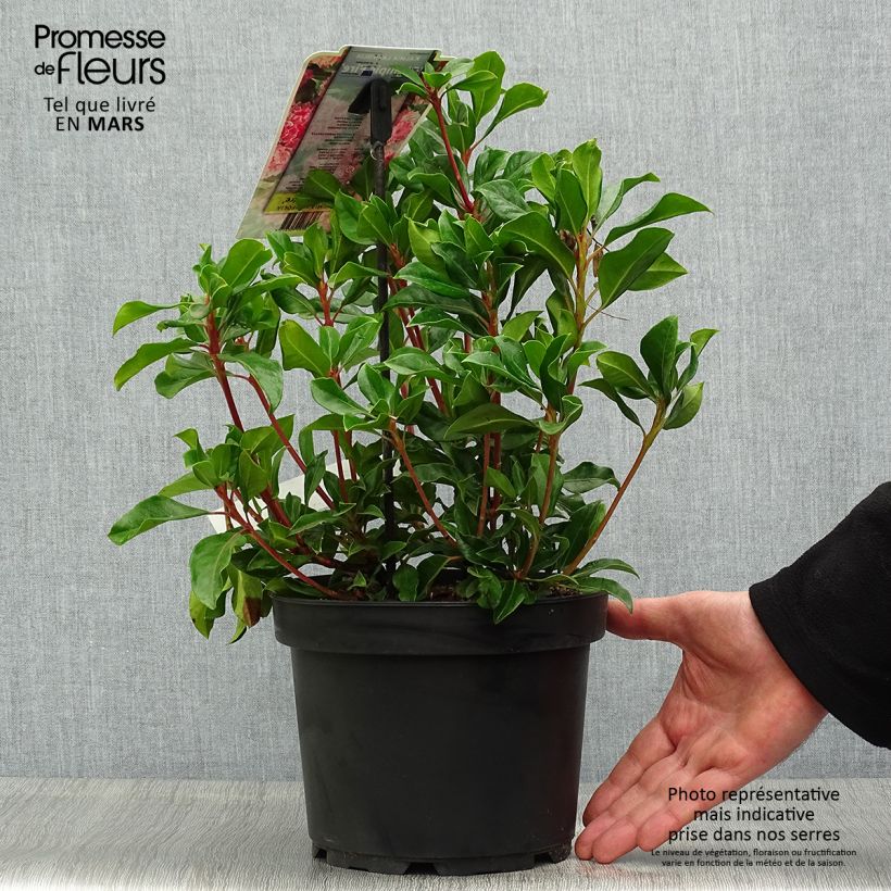 Example of Kalmia latifolia Olympic Fire - Laurier des montagnes  rose vif et blanc Pot de 3L/4L as you get in printemps