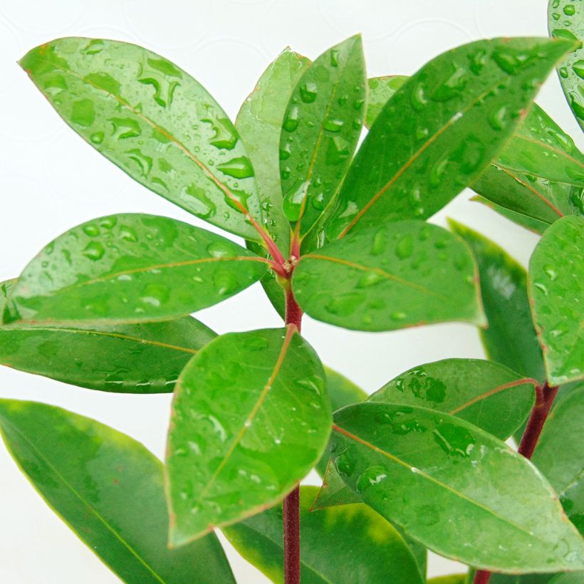 Kalmia latifolia Peppermint - Laurier des montagnes rose très pâle à rayons rouges (Feuillage)