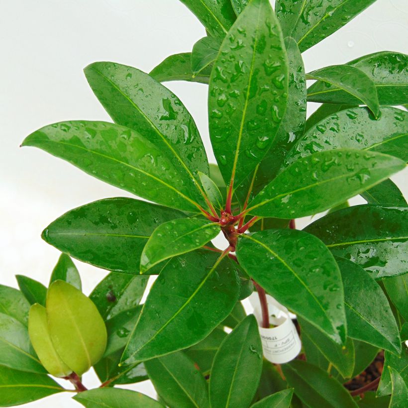Kalmia latifolia Pink Charm - Laurier des montagnes rose foncé (Foliage)