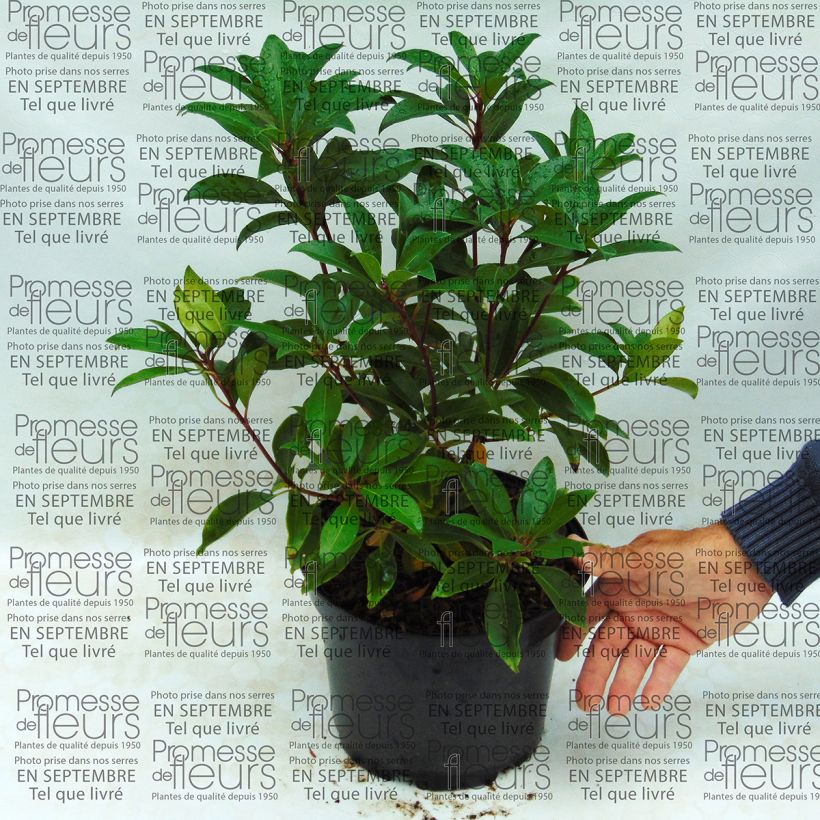 Example of Kalmia latifolia Pink Charm - Laurier des montagnes rose foncé Pot de 4L/5L as you get