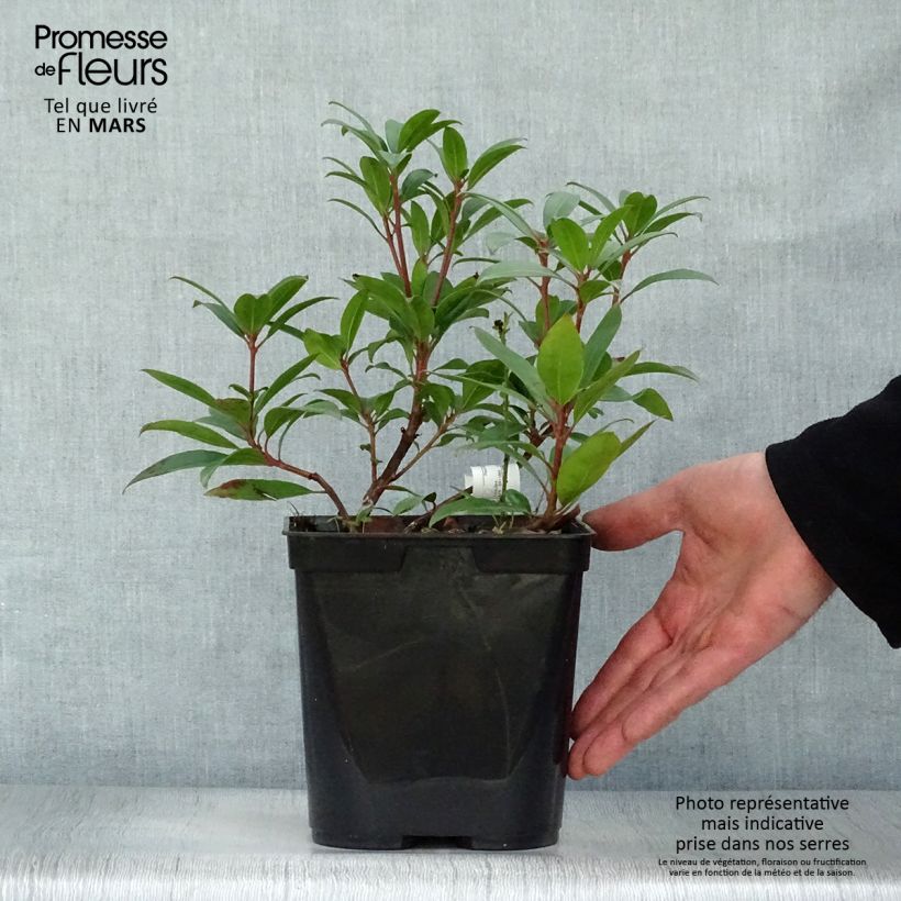 Example of Kalmia latifolia Pinkobello - Laurier des montagnes rose vif  Pot de 3L/4L as you get in printemps