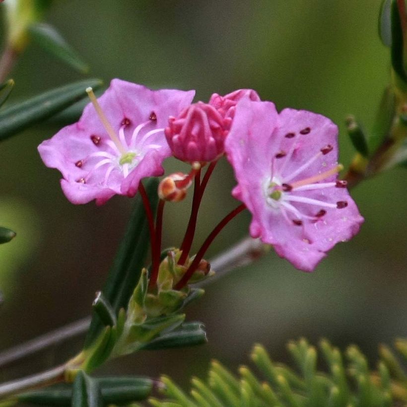 Kalmia polifolia - Laurier des montagnes à feuilles d'andromède (Flowering)